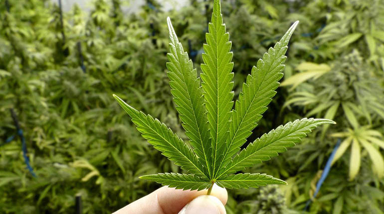 Descubren 63 viveros de marihuana cerca de Llallagua: FELCN incinera más de 14 toneladas